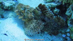 Stonefish by Helen Hansen 